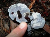Hydnellum caeruleum image