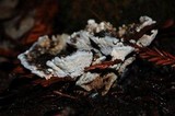Hydnellum caeruleum image