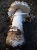 Amanita umbrinidisca image