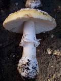 Amanita umbrinidisca image
