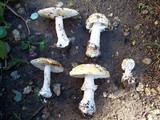 Amanita umbrinidisca image