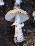 Amanita umbrinidisca image