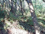 Amanita umbrinidisca image