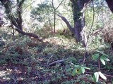 Amanita umbrinidisca image