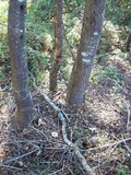 Amanita umbrinidisca image
