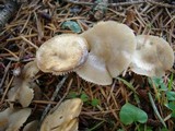 Clitocybe tarda image