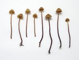 Galerina vittiformis image