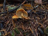 Cystoderma amianthinum image