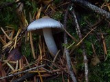 Inocybe ionocephala image