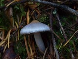 Inocybe ionocephala image