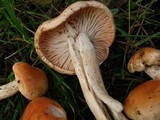 Hygrophorus pudorinus image