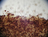 Galerina vittiformis image