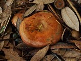 Lactarius rubrilacteus image