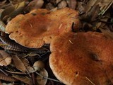 Lactarius rubrilacteus image