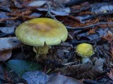 Amanita augusta image