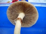 Agrocybe molesta image