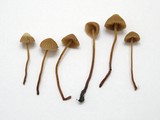 Galerina vittiformis image