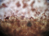 Galerina vittiformis image