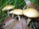 Agrocybe molesta image