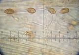 Galerina vittiformis image