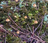 Galerina vittiformis image