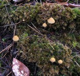 Galerina vittiformis image