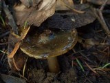 Phaeocollybia olivacea image
