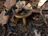 Phaeocollybia olivacea image