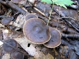 Agrocybe firma image