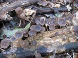 Agrocybe firma image