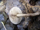 Agrocybe firma image