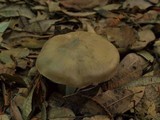 Entoloma lividoalbum image