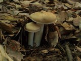Entoloma lividoalbum image