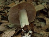 Entoloma lividoalbum image