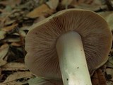 Entoloma lividoalbum image