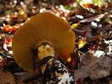 Suillus caerulescens image