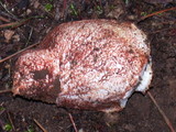 Rhizopogon ochraceorubens image