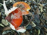 Amanita amerimuscaria image