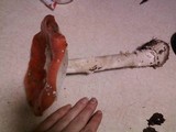 Amanita amerimuscaria image