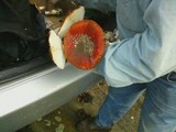 Amanita amerimuscaria image