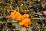 Byssonectria fusispora image