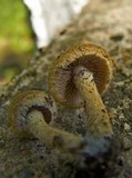 Lacrymaria glareosa image