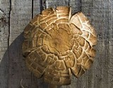 Lacrymaria glareosa image
