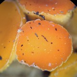 Byssonectria fusispora image
