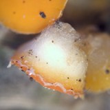 Byssonectria fusispora image