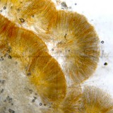 Byssonectria fusispora image