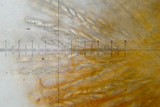Byssonectria fusispora image