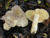 Lactarius pallidiolivaceus image