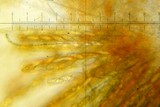 Byssonectria fusispora image