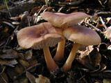 Rhodocollybia butyracea image